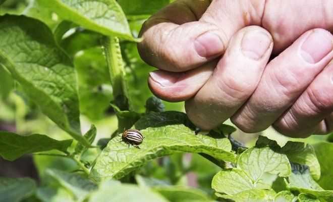 Kartopu böceği enfestasyonunu önlemek için uygun tarım uygulamaları