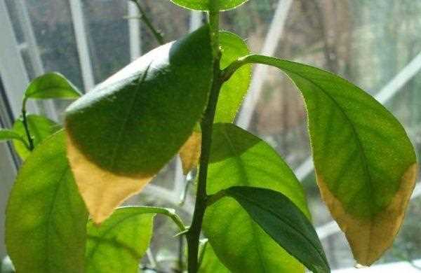 Bakteriyel hastalıklar: mandarin ağaçlarının karşılaşabileceği enfeksiyonlar ve önleme yöntemleri