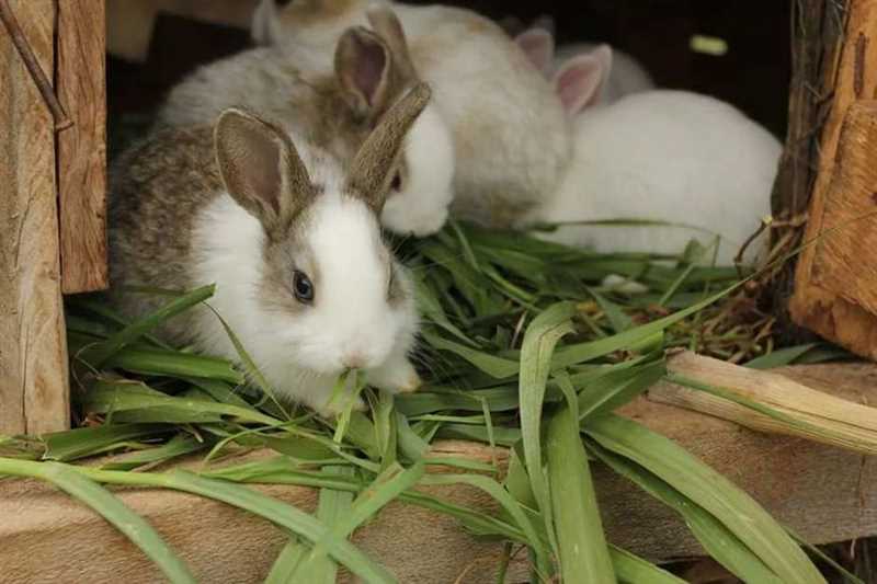 Evde tavşan beslemek için doğru yiyecekler nelerdir?