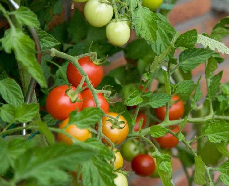 Temmuz ve Ağustos aylarında domatesleri korumak ve verimi artırmak için hangi ilaçları kullanmalıyız?