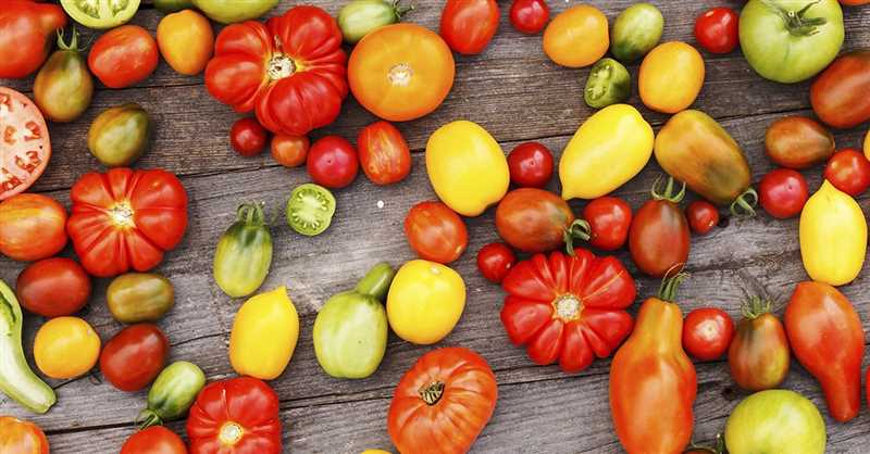 Açık toprakta yetişen domateslerin özellikleri