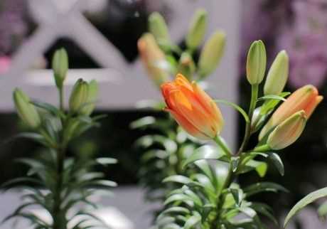 Lilyum bitkisi için organik gübrelerin kullanımı