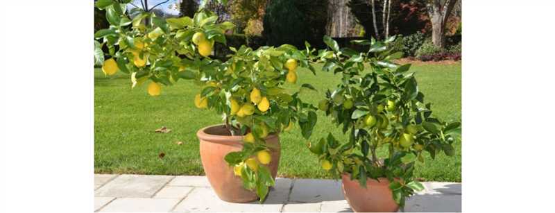 11. Limon ağaçlarının zehirlenme belirtileri ve tedavisi