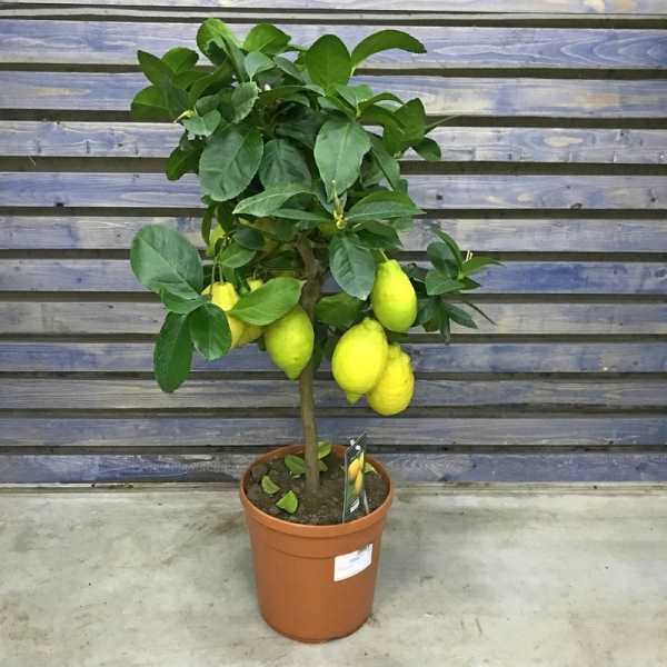 11. Limon ağacının dona dayanıklılığı