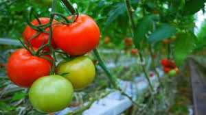 7. Tomatların yapraklarını düzenli olarak kontrol edin