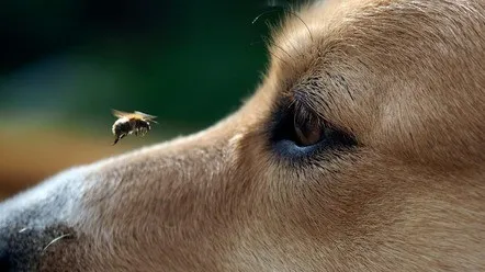 Köpek arı yuttuysa ne yapmalı?