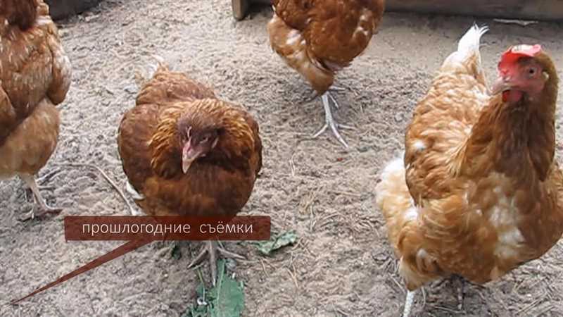 Tavukların dengesizliğinin tedavi yöntemleri: