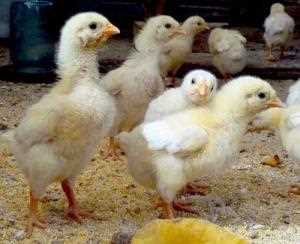 11. Tavuk yetiştiriciliğinde hastalıktan ölüm riskini azaltmak için önlemler
