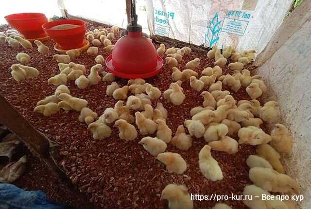 Tavuk yetiştiriciliğinde işgücü yönetimi