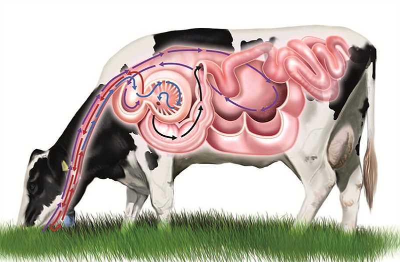 Koyun, oğlak ve sığırların mide şişkinliği nedenleri ve tedavi yöntemleri