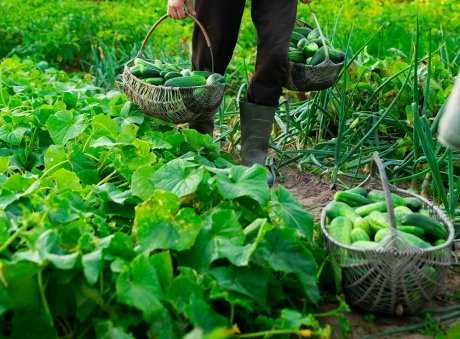 11. Salatalıkla uyumlu kültür bitkileri nasıl yetiştirilir?