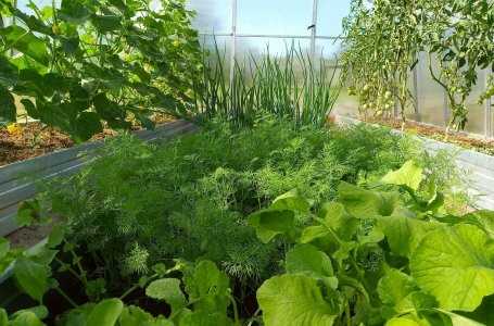 Salatalıklarınızın verimini artırmak için uygun bitkileri seçin
