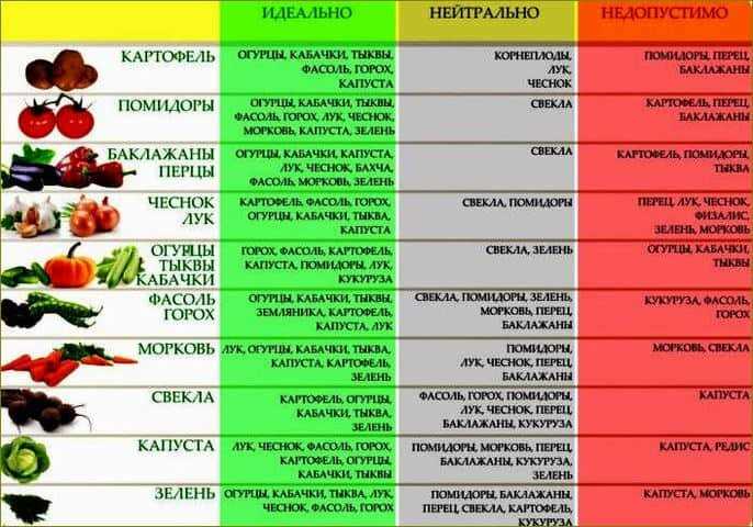 Biber Hasat Zamanı ve Getirdiği Avantajlar