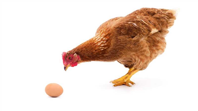 5. Uygun bir yuva alanı oluşturarak yumurtaları koruyun