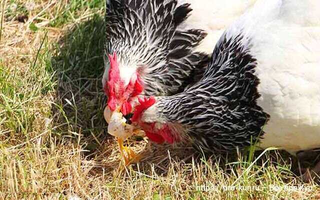 Tavuklarınıza doğru beslenme düzeni sağlayın