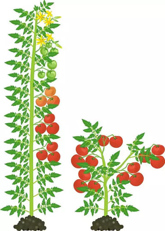 Determinant Çeşitlerinin Kullanım Alanları