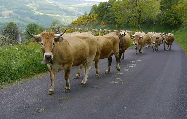 Jaluzi ineklerinin önlemleri