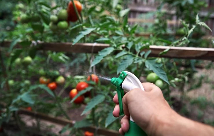 Iyotlu sulama yönteminin domates yetiştiriciliğindeki etkisi