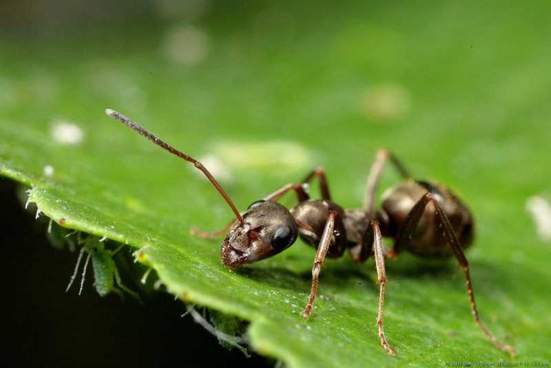 Doğal Yollardan Karıncaları Çiçeklerden Uzak Tutma Yöntemleri