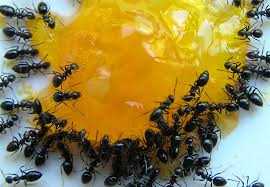 Çiçek saksısında karıncalarla nasıl başa çıkılır?
