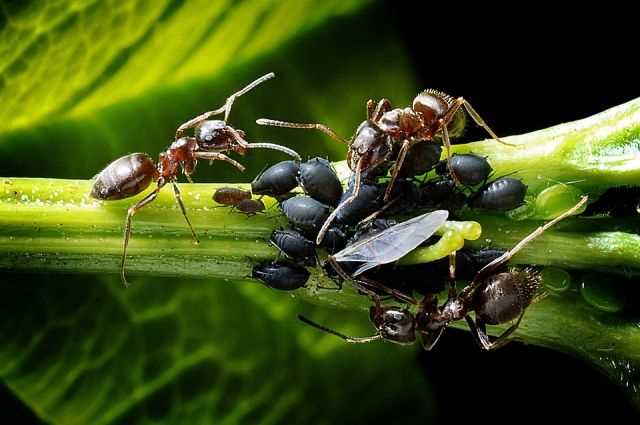 Bitkilerde Kullanılan Doğal Karıncalar