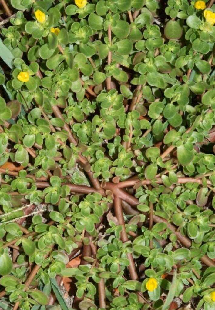 Portulaca oleracea ile Mücadelede Öneriler