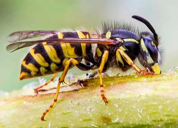 6. Kimyasal Mücadele Yöntemleri ile Yer Fıstığı Arılarını Yok Etmek