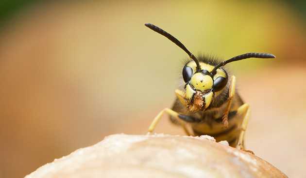 11. Doğal Yöntemlerle Yer Fıstığı Arılarını Kontrol Etme