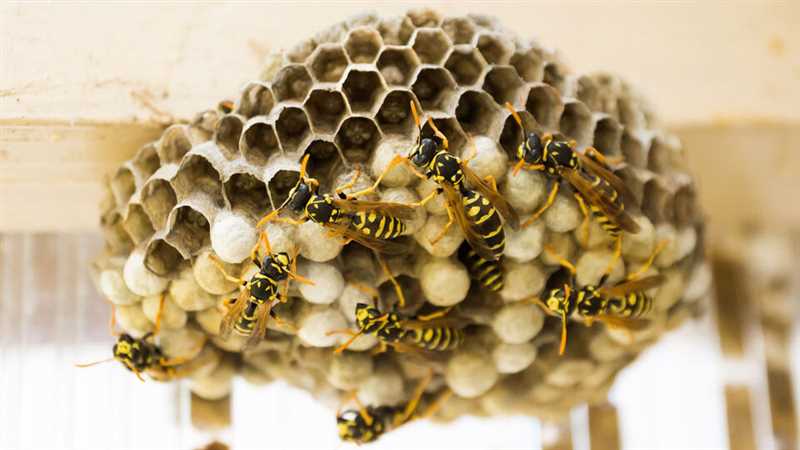 Yaban arılarının çatıya yerleşmesi: Sorunları ve çözümleri