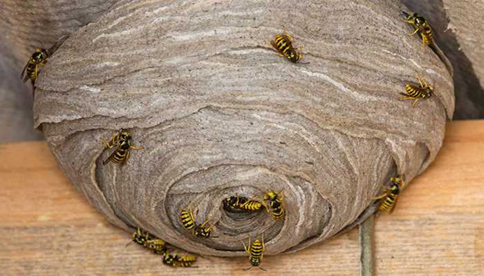 Yaban arılarından korunmak için nelere dikkat etmelisiniz?