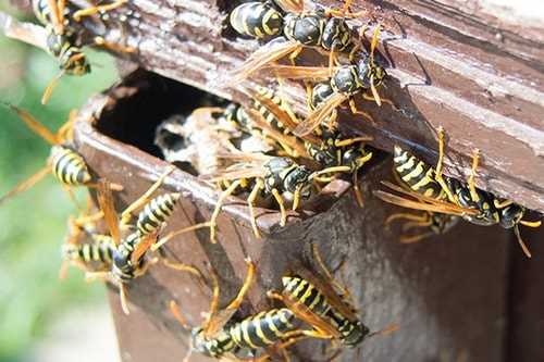Yaban Arılarının Tehlikeleri ve Neden Çıkarılmalıdır