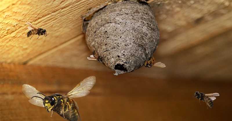 5. Başlık: Yaban arılarının çatı altından çıkarılması için yöntemler