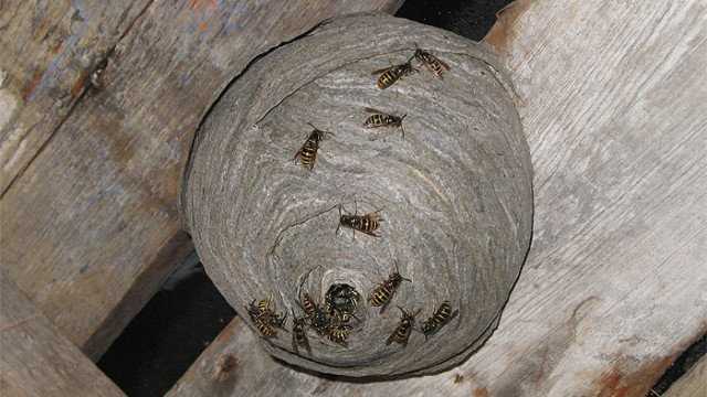 Yaban arılarına karşı doğal böcek savarları nasıl kullanabilirsiniz?