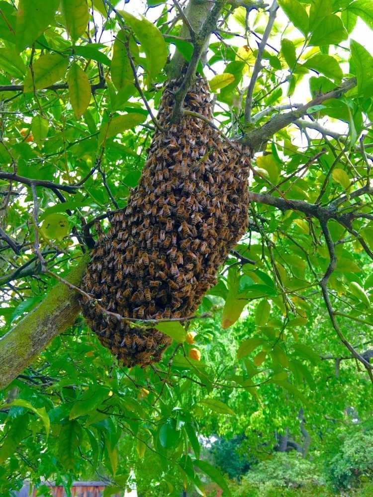 Arılardan uzak tutmanın doğal yolları