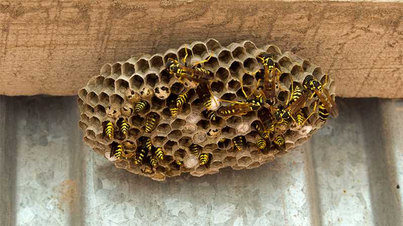 Kovanda Arıların Neden Bulunduğunu Bilmeniz Gerekmektedir