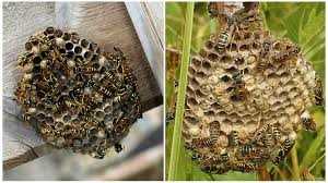 Kovandaki Arıları Çıkarmanın Riskleri Nelerdir?
