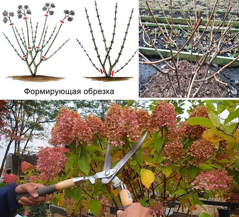 Güzelim Hortensia Bitkisini Sonbaharda Sulama ve Besleme: İpuçları ve Öneriler