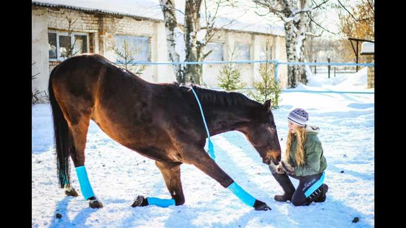 Evde Bir Ata Nasıl Eğitim Verilir: Atları Eğitmenin Temelleri