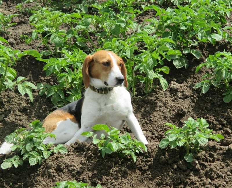 Tarlada Köpeğinizi Güvenli Hale Getirin