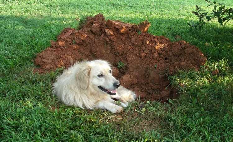 Köpeğinizi tarlalara basmaktan alışkanlık edinmeye teşvik edin