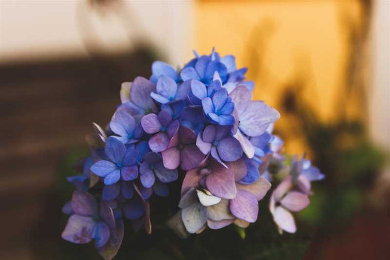 Hortensia Bush Nasıl Yetiştirilir ve Bakılır — Çiçek Bakımı ve Çoğaltma