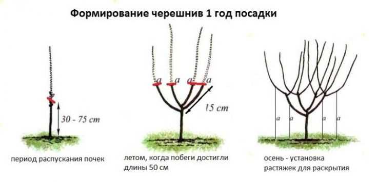 Vişne ağacının taç kesiminde dikkate alınması gereken faktörler