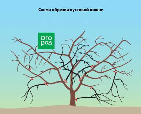 11. Vişne ağacının gerektirdiği bakım: sulama, gübreleme, hastalıklar ve zararlılarla mücadele