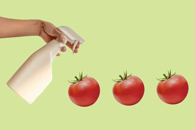 Tomates için Gerekli Su Miktarı