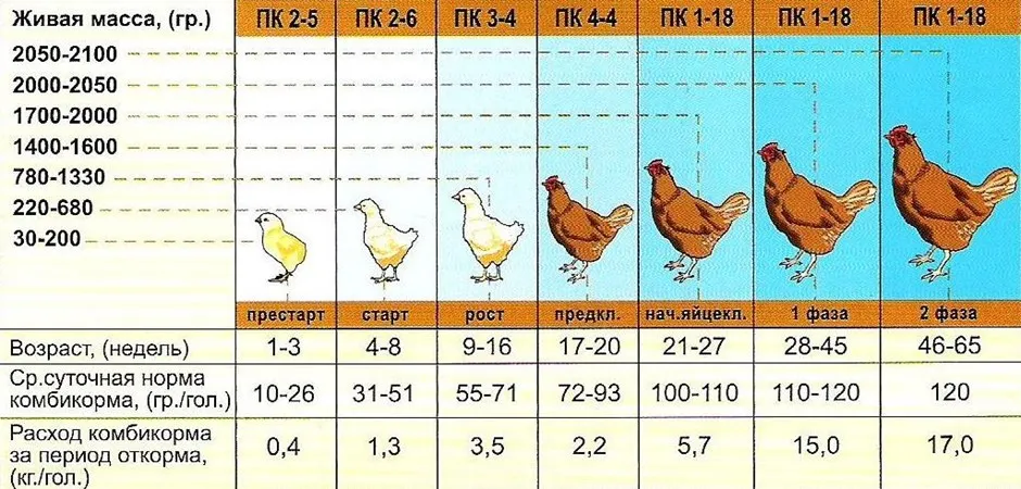 Etlik Tavuk Yetiştiriciliği ve Verimlilik