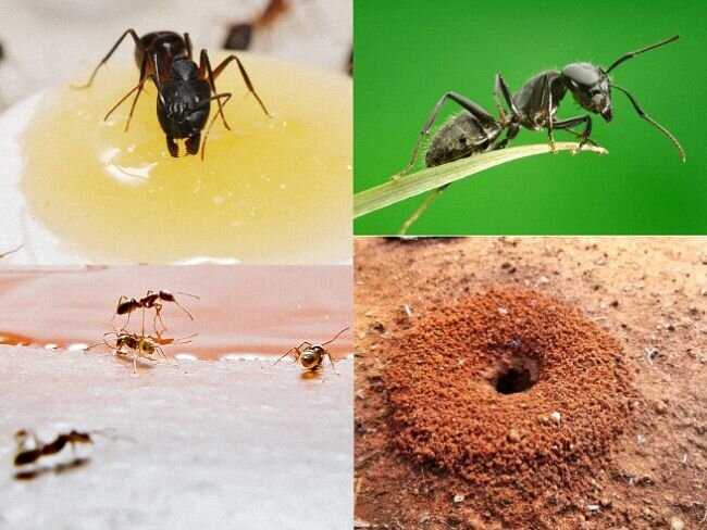 Karabuğdayın Bahçe Karıncalarıyla Mücadelede Etkili Olabilmesi İçin Nelere Dikkat Edilmelidir?