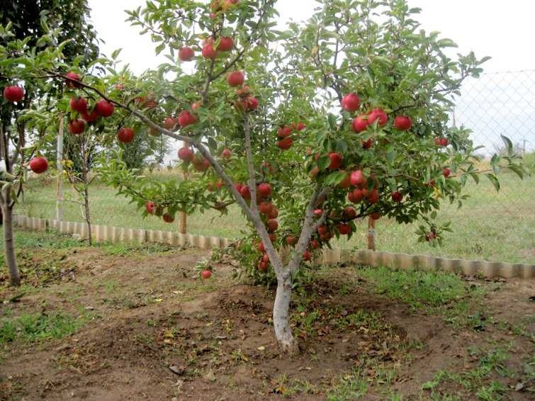 Yeraltı Suyu Seviyesine Uygun Elma Ağacı Dikimi için İdeal Alanlar