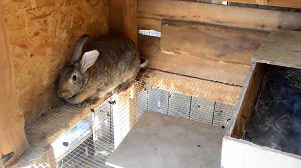 Hangi tür silahlar tavşanları öldürmek için kullanılabilir?