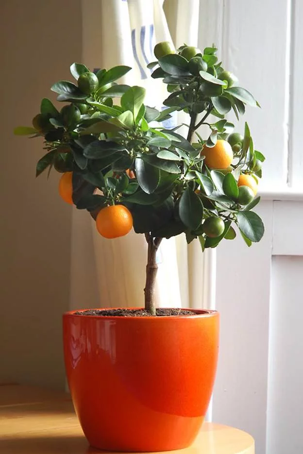 Mandarin ağaçlarının verimliliğini artırmak için doğru sulama yöntemleri