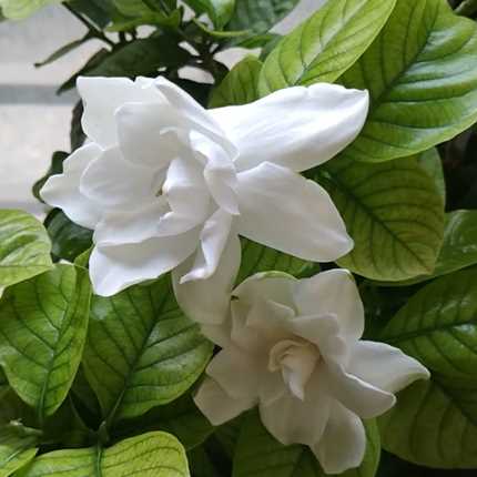 Gordonia jasminoides Nasıl Gubrelenmelidir?